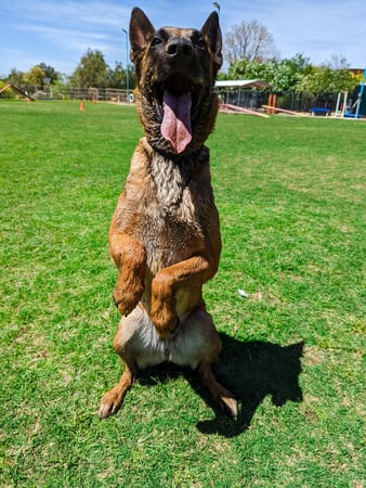 Belgian Malinois photographed from a low, ground-level angle on a sunny grass field, sitting up on its hind legs with front paws raised, mouth open, ears up.