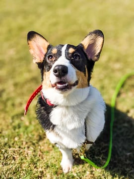 Adult tri-color Corgi standing mid-stride with a front paw raised on lush green grass, wearing a red flat buckle collar with a bright green leash clipped on, looking up at the camera.