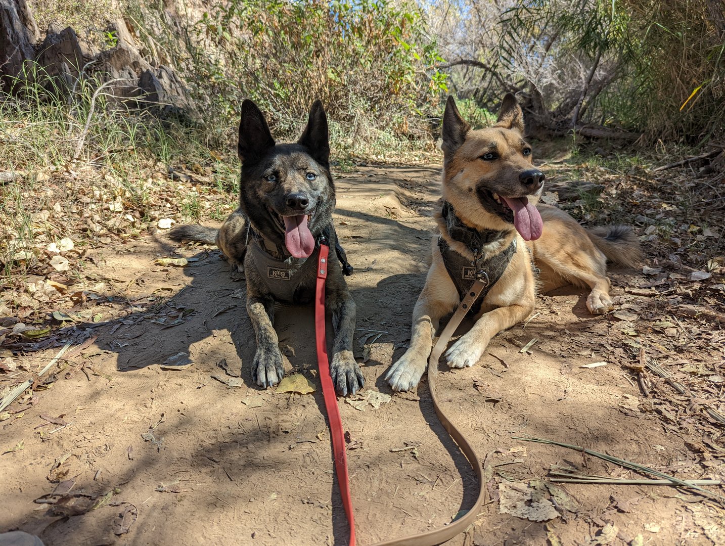 Two adult dogs, one brindle with blue eyes and one tan, lie resting side by side on a shaded desert trail in Arizona, both panting with tongues out and wearing harnesses clipped to leashes.