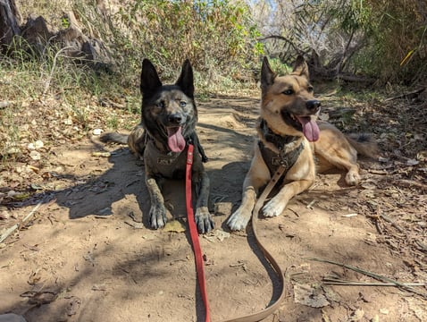 Two adult dogs, one brindle with blue eyes and one tan, lie resting side by side on a shaded desert trail in Arizona, both panting with tongues out and wearing harnesses clipped to leashes.