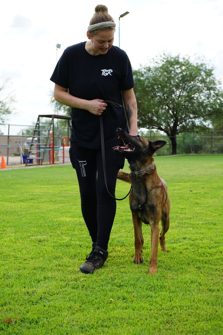 A Partners Dogs trainer in black training gear holds the leash for an attentive adult Belgian Malinois looking up at her on a grass field, with a playground and orange cones in the background.