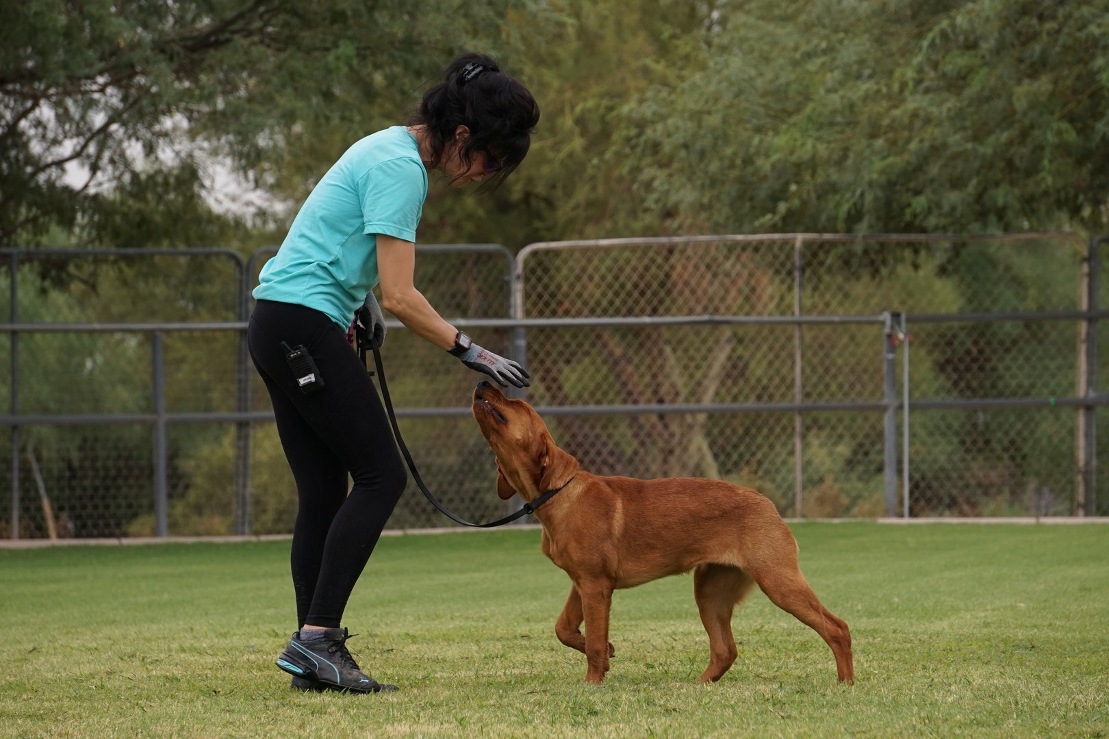 Partners Dogs trainer rewarding a red Labrador during outdoor obedience and recall work, the foundational response rattlesnake avoidance training builds on.