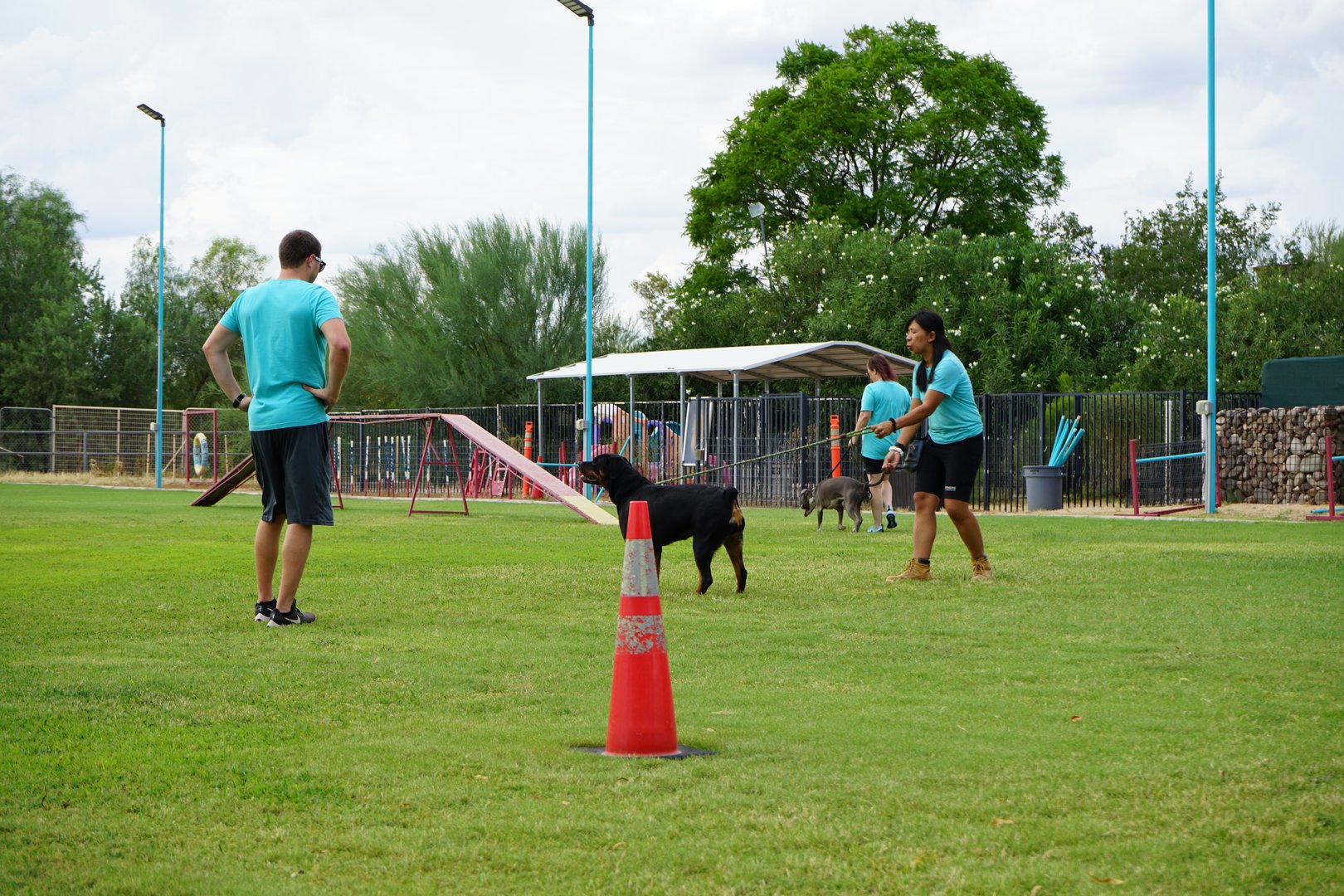 Partners Dogs trainers working several dogs through obedience drills around cones on the outdoor training field, the repetition that moves a dog up a grade level.