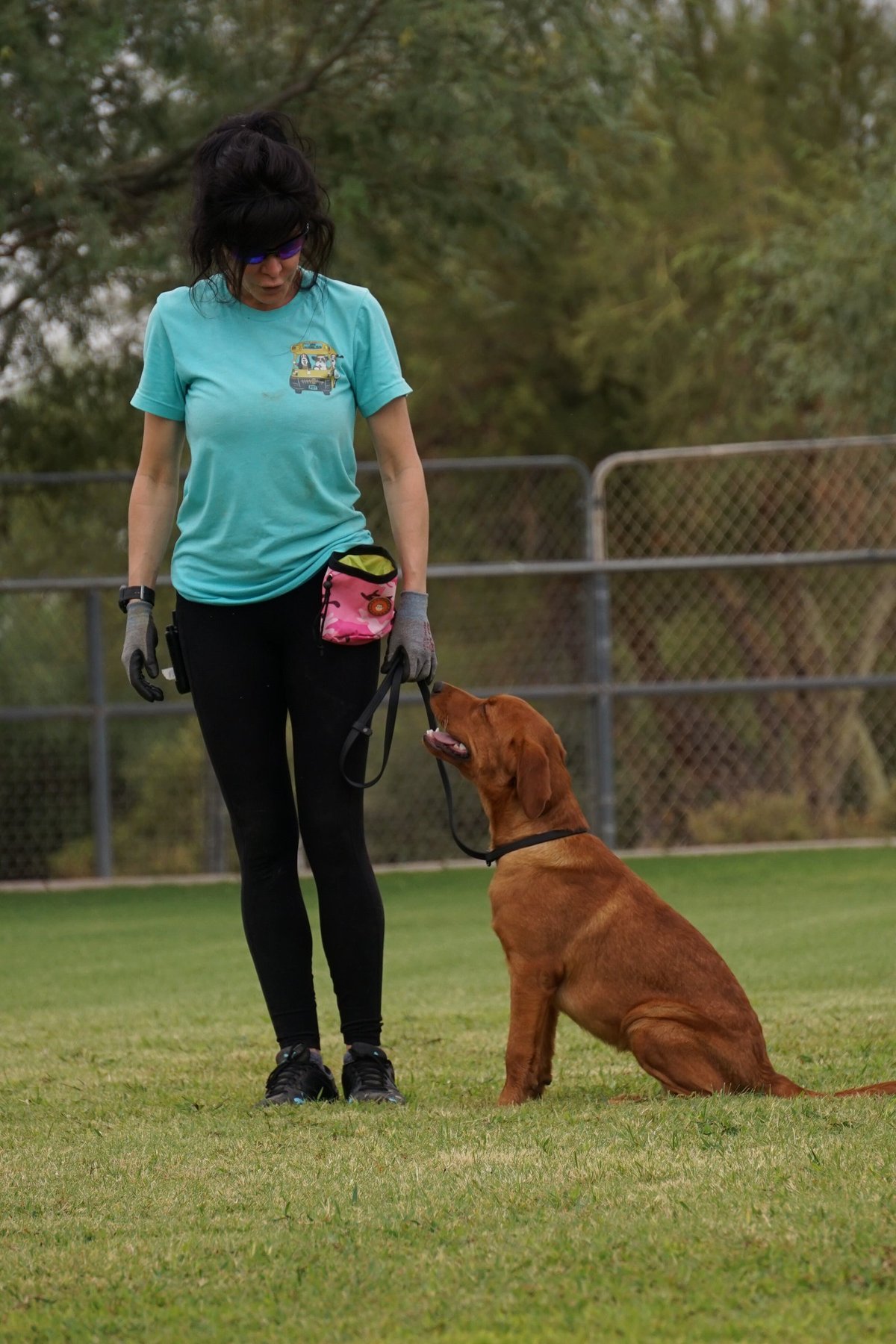Trainer in a teal shirt reading a dog's body language during a hands-on obedience session, the kind of supervised repetition an exam can't replicate