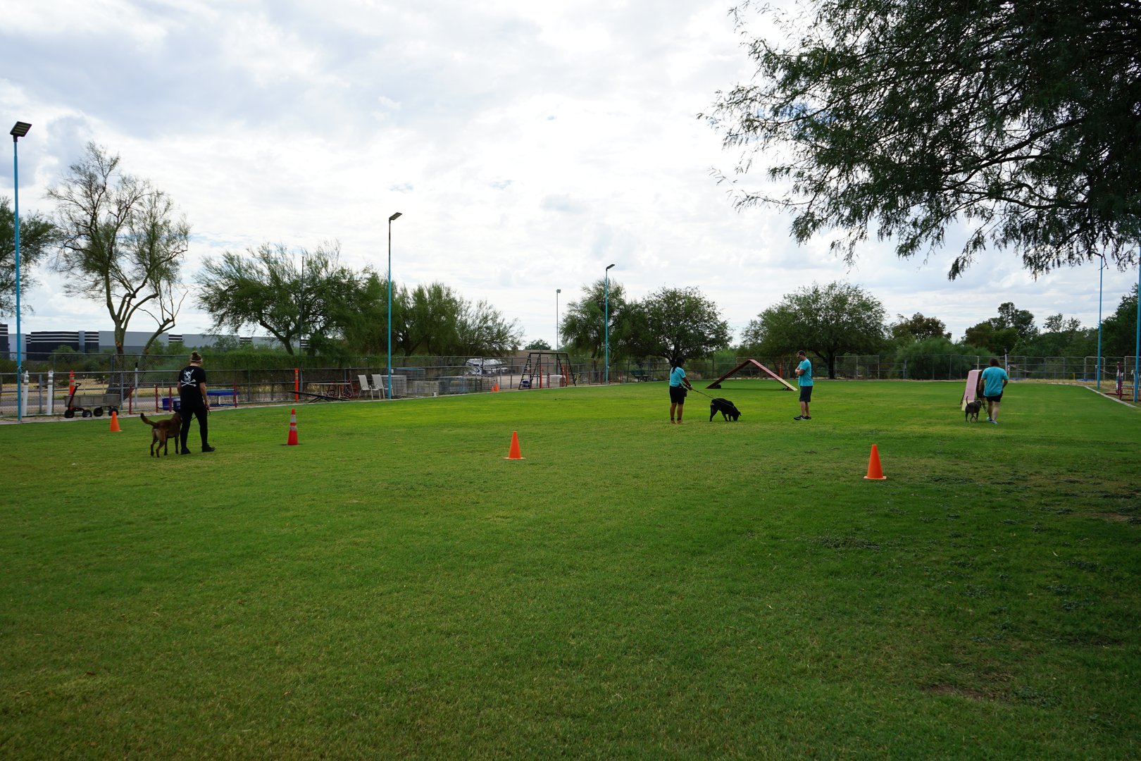 Wide view of an outdoor grass training field with teal-shirted Partners Dogs trainers working several dogs individually around cones, illustrating the structured, supervised environment behind board-and-train