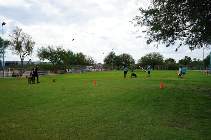 Wide view of an outdoor grass training field with teal-shirted Partners Dogs trainers working several dogs individually around cones, illustrating the structured, supervised environment behind board-and-train