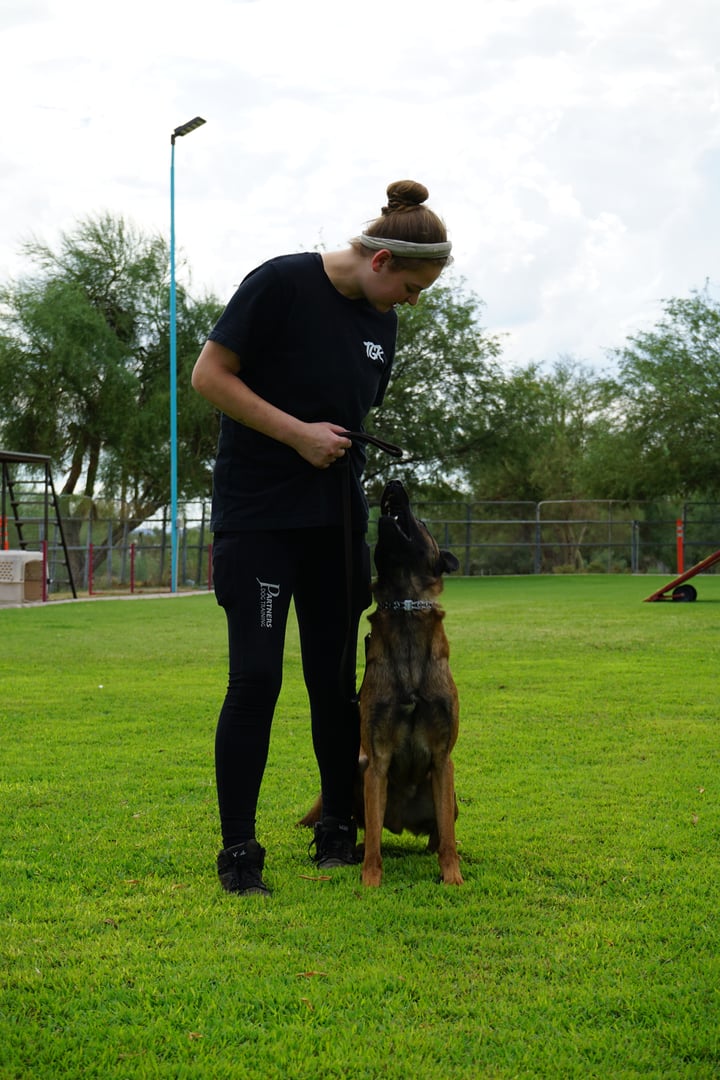 Partners Dogs trainer working a young Belgian Malinois into a focused sit-stay on an outdoor grass training field, the same daily structure behind both Behavior Camp and Transform Camp.