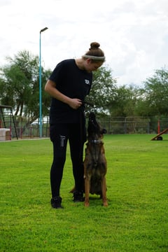 Partners Dogs trainer working a young Belgian Malinois into a focused sit-stay on an outdoor grass training field, the same daily structure behind both Behavior Camp and Transform Camp.
