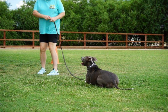Grey pit bull dog resting in a calm down-stay on a leash while a Partners Dogs trainer in a teal shirt holds the line during an outdoor training session.