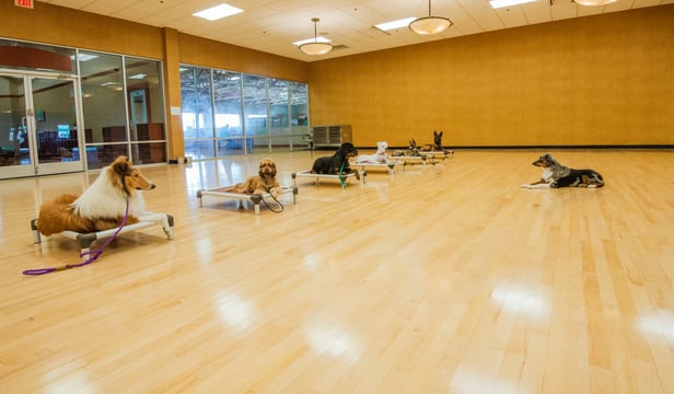 Seven dogs of different breeds, including a rough collie, a cocker spaniel, and a rottweiler, each holding a calm down-stay on individual raised cots spaced far apart across a large indoor training room with floor-to-ceiling windows.