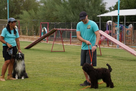 Two Partners Dogs trainers each working one-on-one with a dog on the training field, illustrating the low dog daycare staff ratio.