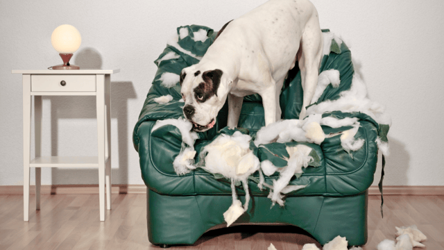 An adult white pit-bull-type dog stands on top of a torn green armchair with stuffing scattered across the seat and floor of a living room.