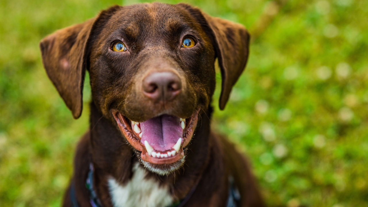 Adult chocolate Labrador retriever with a happy, open-mouth expression outdoors on green grass.