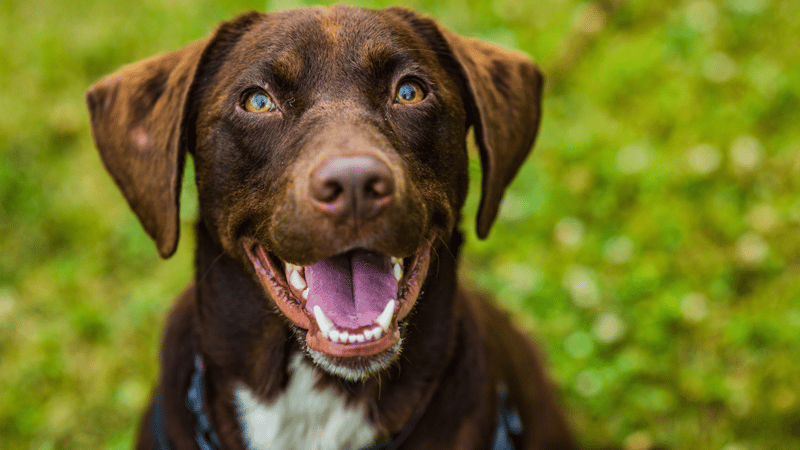 Adult chocolate Labrador retriever with a happy, open-mouth expression outdoors on green grass.