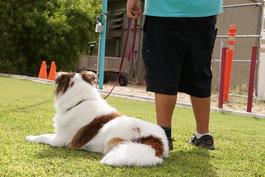 Dog in a calm down-stay on a leash during a private lesson with a Partners Dogs trainer outdoors