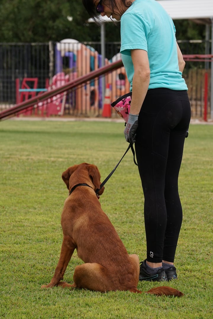 Adult fox-red Labrador retriever sitting in heel position beside a trainer during a one-on-one private dog training lesson on an outdoor field.