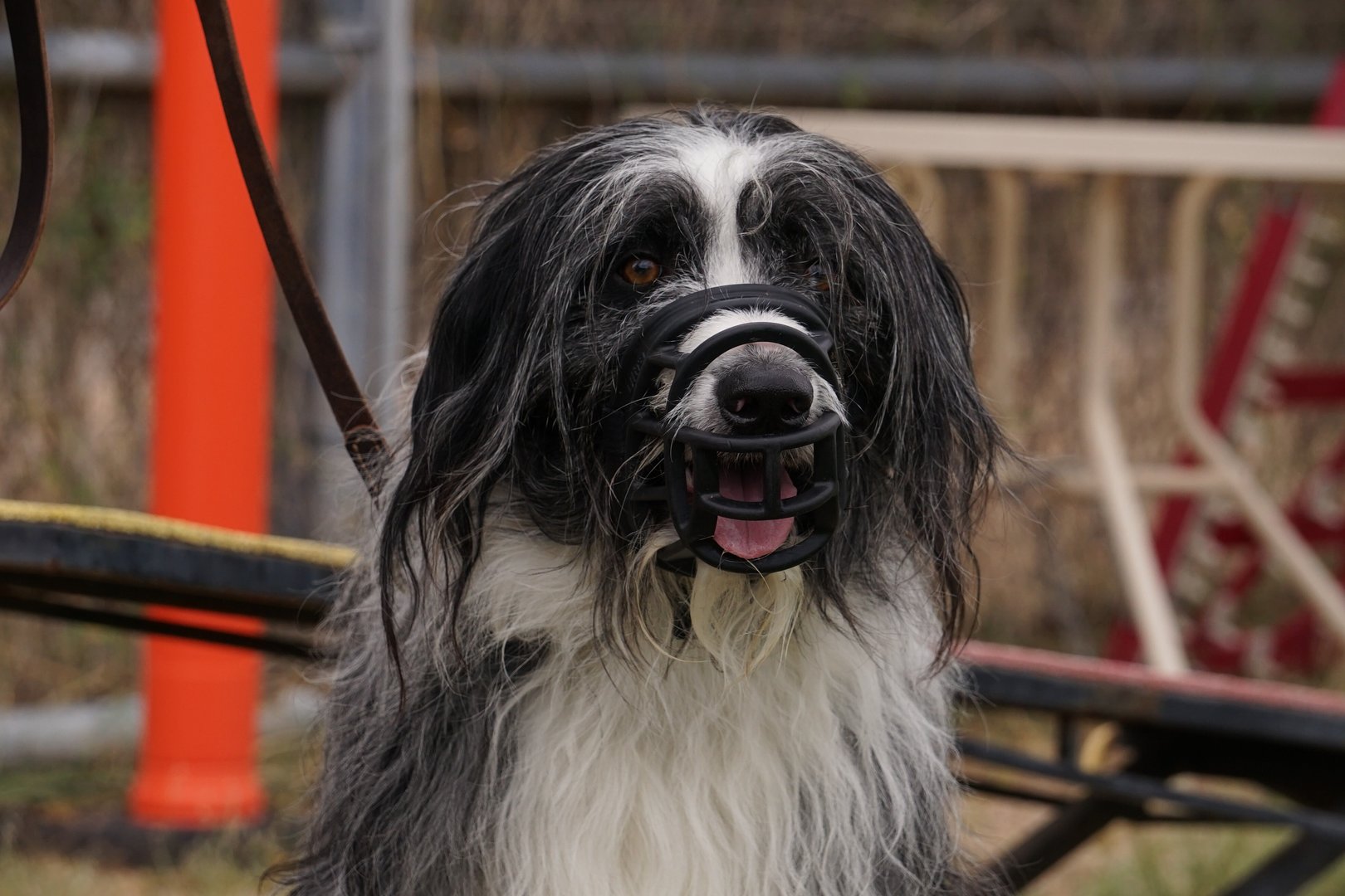 Shaggy black-and-white sheepdog-type dog wearing a black basket muzzle, calm with tongue out, standing outdoors near blurred agility equipment at a Partners Dogs training yard.