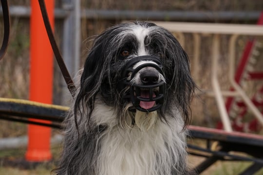 Shaggy black-and-white sheepdog-type dog wearing a black basket muzzle, calm with tongue out, standing outdoors near blurred agility equipment at a Partners Dogs training yard.
