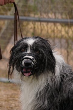 A black-and-white shaggy sheepdog-type dog wearing a black basket muzzle on a leather leash, calm expression with tongue visible, standing in an outdoor desert training yard beside a wire fence.