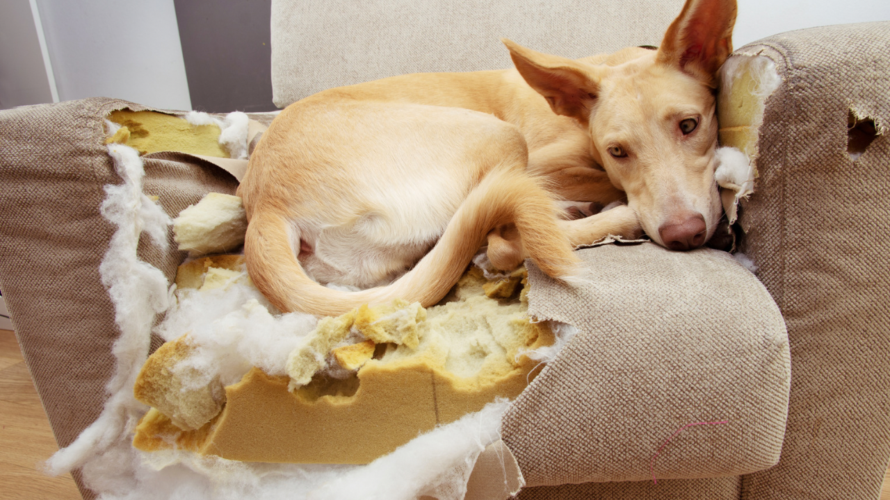 An adult tan Podenco-type dog lies curled on a beige sofa cushion it has torn open, with foam stuffing and fabric shredded around it.