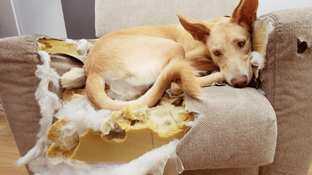 An adult tan Podenco-type dog lies curled on a beige sofa cushion it has torn open, with foam stuffing and fabric shredded around it.