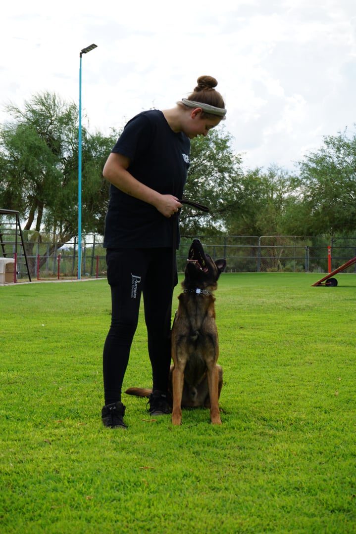 Partners Dogs trainer in branded teal-and-black training gear giving a hand signal to an attentive adult Belgian Malinois sitting at heel on a grass training field, with agility equipment and a fenced training yard in the background.