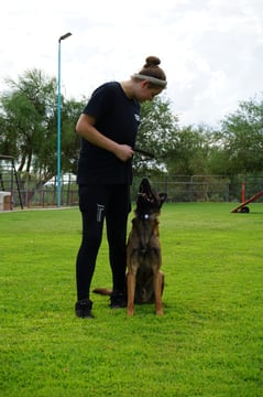 Partners Dogs trainer in branded teal-and-black training gear giving a hand signal to an attentive adult Belgian Malinois sitting at heel on a grass training field, with agility equipment and a fenced training yard in the background.