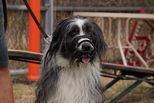 An adult shaggy black-and-white herding-type dog wears a basket muzzle on a leather leash, panting calmly in an outdoor desert training yard next to agility equipment.