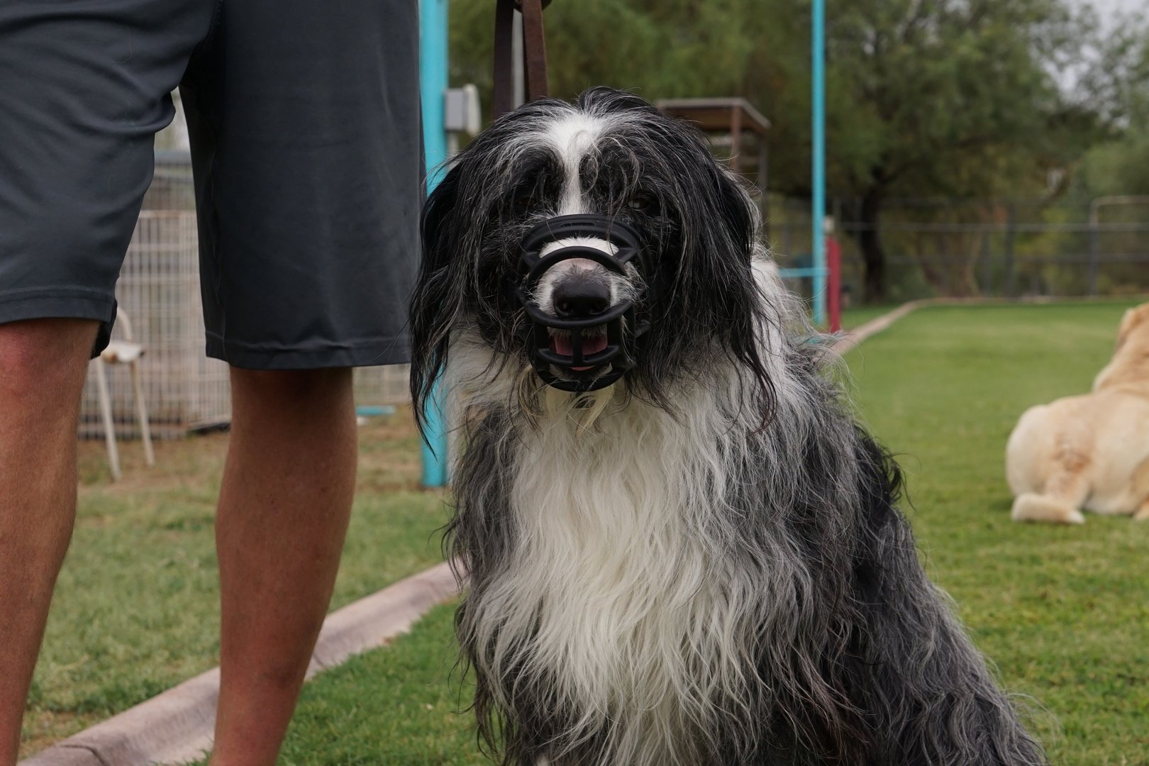 An adult shaggy black-and-white sheepdog-type dog sits calmly while wearing a basket muzzle, held on a leather leash by a handler in a teal shirt, with another dog resting on the grass behind teal-topped fence posts.