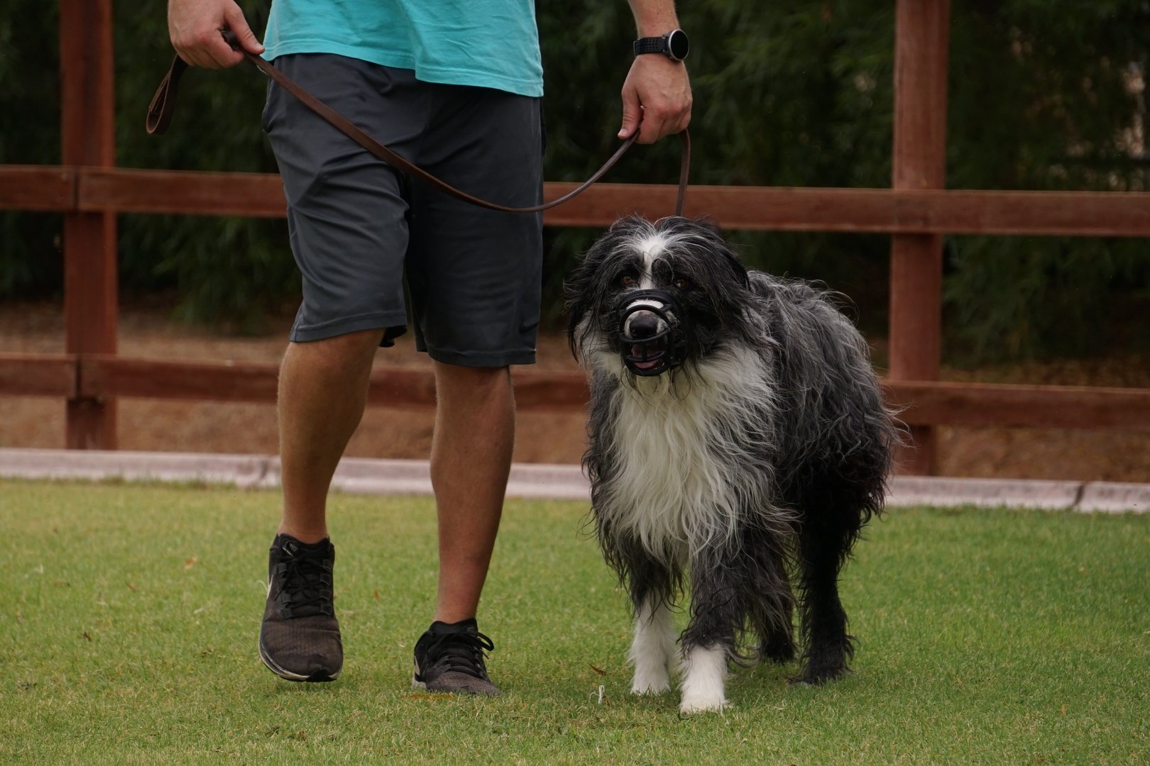 Adult sheepdog-type dog wearing a basket muzzle walking calmly on a loose leash beside a Partners Dogs trainer in an outdoor training yard.
