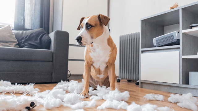 Tan and white dog sitting amid shredded pillow stuffing scattered across a living room floor, a sign of separation anxiety left alone.