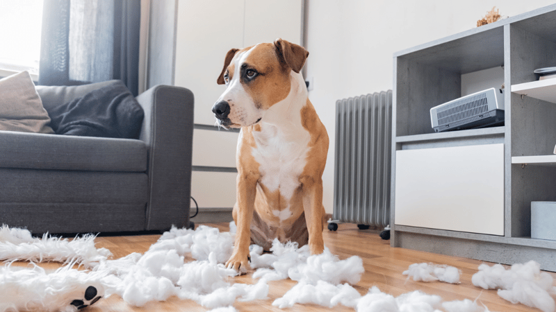 Tan and white dog sitting amid shredded pillow stuffing scattered across a living room floor, a sign of separation anxiety left alone.