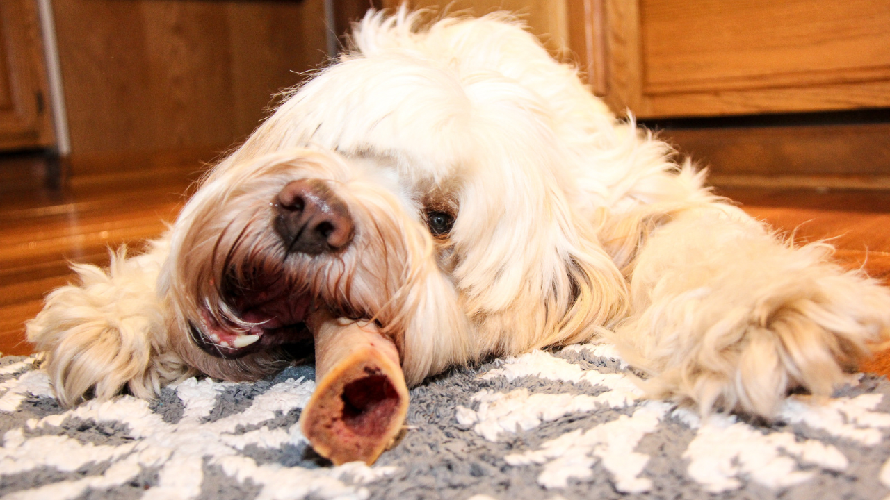Cream-colored shaggy dog lying on a patterned rug indoors, calmly chewing a large bone treat between its front paws, a simple indoor enrichment activity.