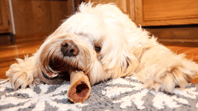 Cream-colored shaggy dog lying on a patterned rug indoors, calmly chewing a large bone treat between its front paws, a simple indoor enrichment activity.