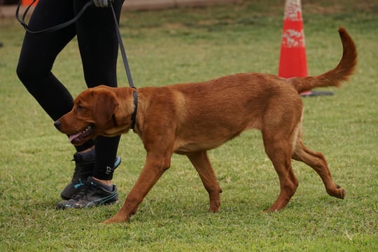 Adult fox-red Labrador walking on a leash across a grass training field, passing an orange training cone with tongue out mid-stride.