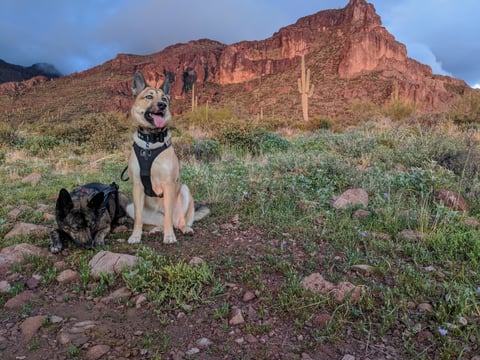 Two adult dogs, a tan German Shepherd-type with blue eyes and a dark sable German Shepherd-type, sit and lie on a rocky Sonoran Desert trail with saguaro cacti and a red-rock mountain range lit at sunset behind them.