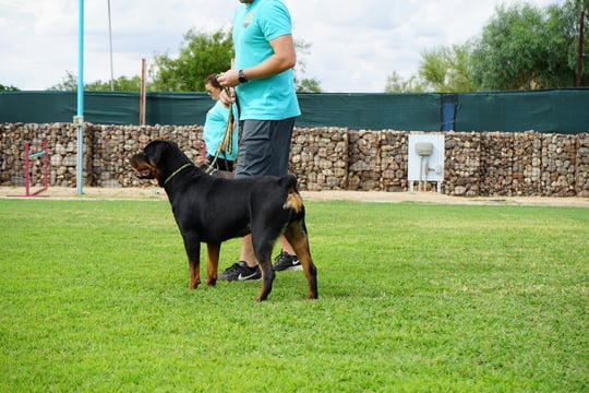 A Rottweiler stands in a show-stack pose on a grass training field while a handler in a teal Partners Dogs shirt holds the lead, with a second trainer and a stone gabion wall in the background.