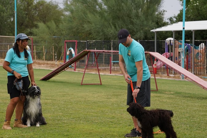 Two Partners Dogs trainers working dogs on leash during an outdoor group training session.