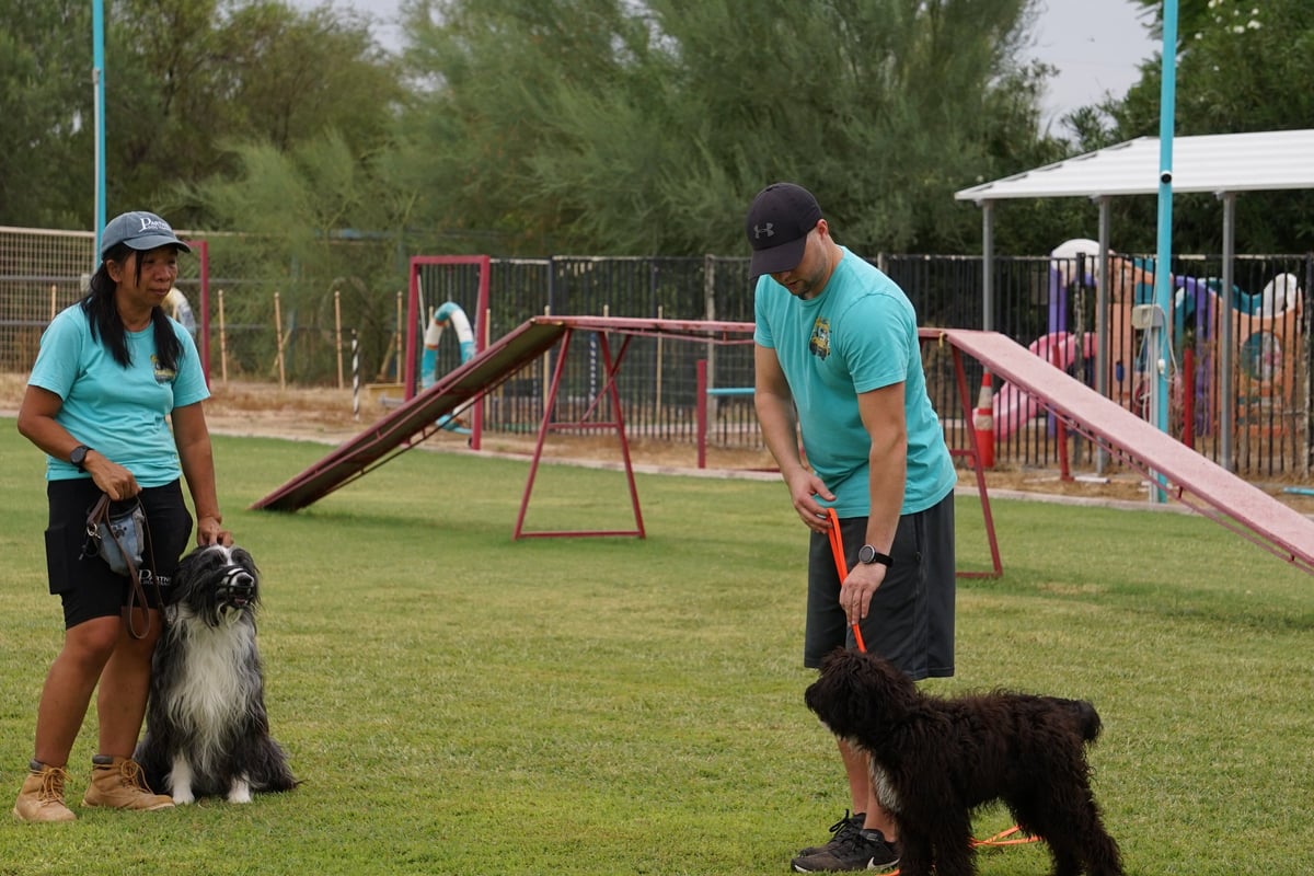 Certified Partners Dogs trainers working with dogs on the training field as part of ongoing staff education