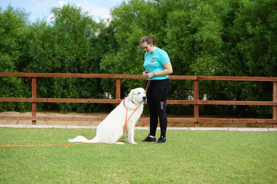 An adult white Great Pyrenees sits calmly on an orange leash beside a trainer on a grass training field, the kind of everyday gear tested by a full Arizona summer.