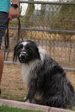 Shaggy black-and-white dog wearing a basket muzzle sitting calmly beside a handler in a fenced outdoor yard at Partners Dogs, the kind of muzzle-trained case other boarding kennels turn away.