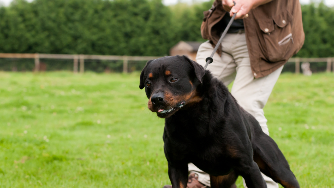 Rottweiler pulling hard on the leash across a grass field ahead of its handler
