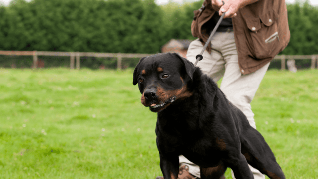 A tense Rottweiler pulling on leash toward a trigger, illustrating the limits of force-free training on serious reactivity