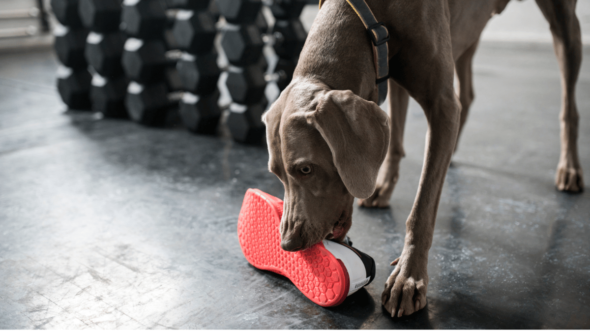 An adult dog nose-down, fully engaged in sniffing and investigating an object, the low-arousal focus that scent work channels