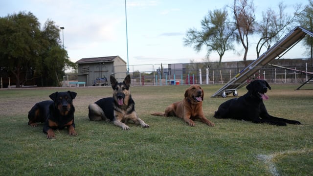 Four adult dogs, a Rottweiler, German Shepherd, red Labrador, and black Labrador, lying calmly in a row on a grass training field at Partners Dogs Cave Creek, all relaxed and settled together.