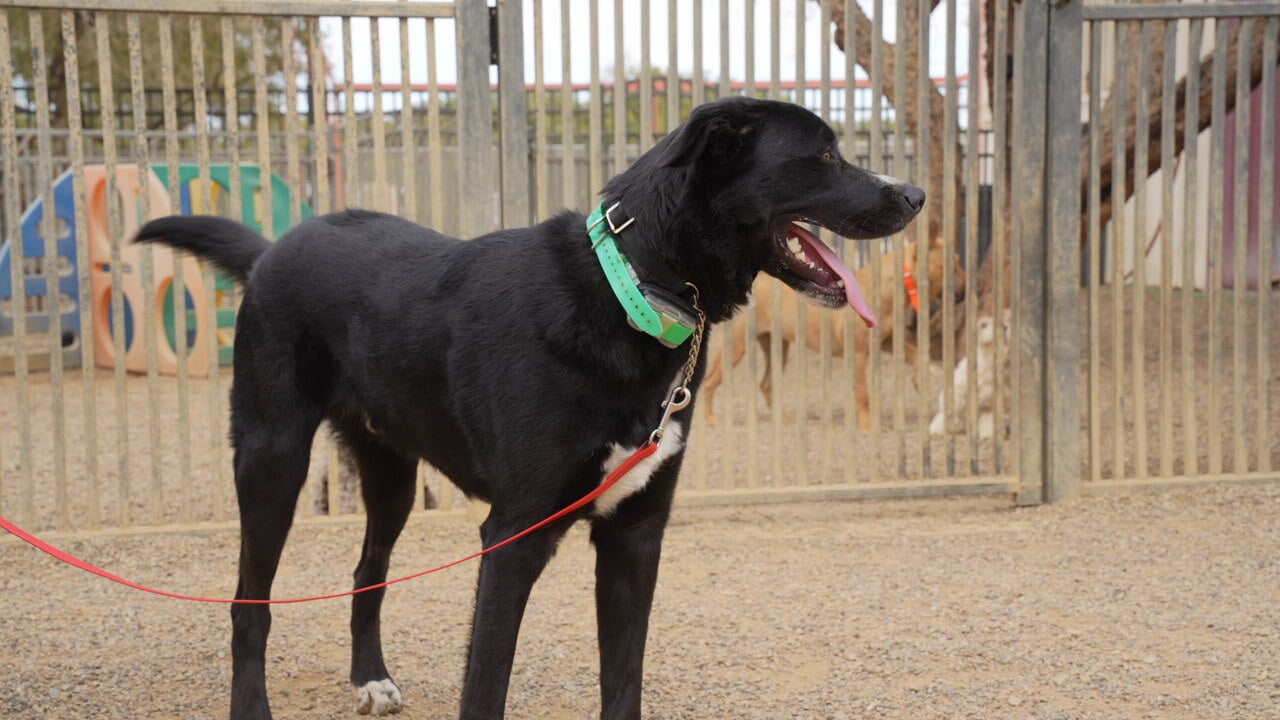 Calm, leashed black Labrador mix with a relaxed happy expression, the kind of settled manners a dog needs to handle a busy Scottsdale patio.