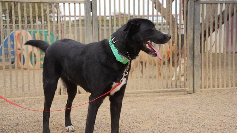 Calm, leashed black Labrador mix with a relaxed happy expression, the kind of settled manners a dog needs to handle a busy Scottsdale patio.