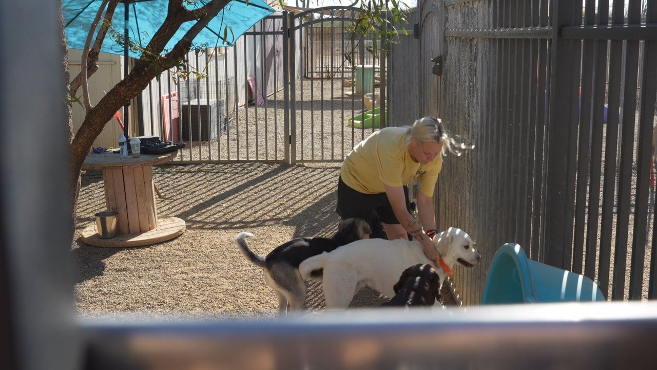 A Partners Dogs trainer kneels to give hands-on attention to a small group of dogs in the outdoor daycare yard.