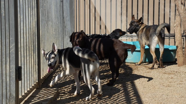 Four dogs, a black-and-white husky mix trotting toward the camera with tongue out, a chocolate-colored dog, a black dog, and a Belgian Malinois, move together through a sunny gravel play yard past a teal kiddie pool.