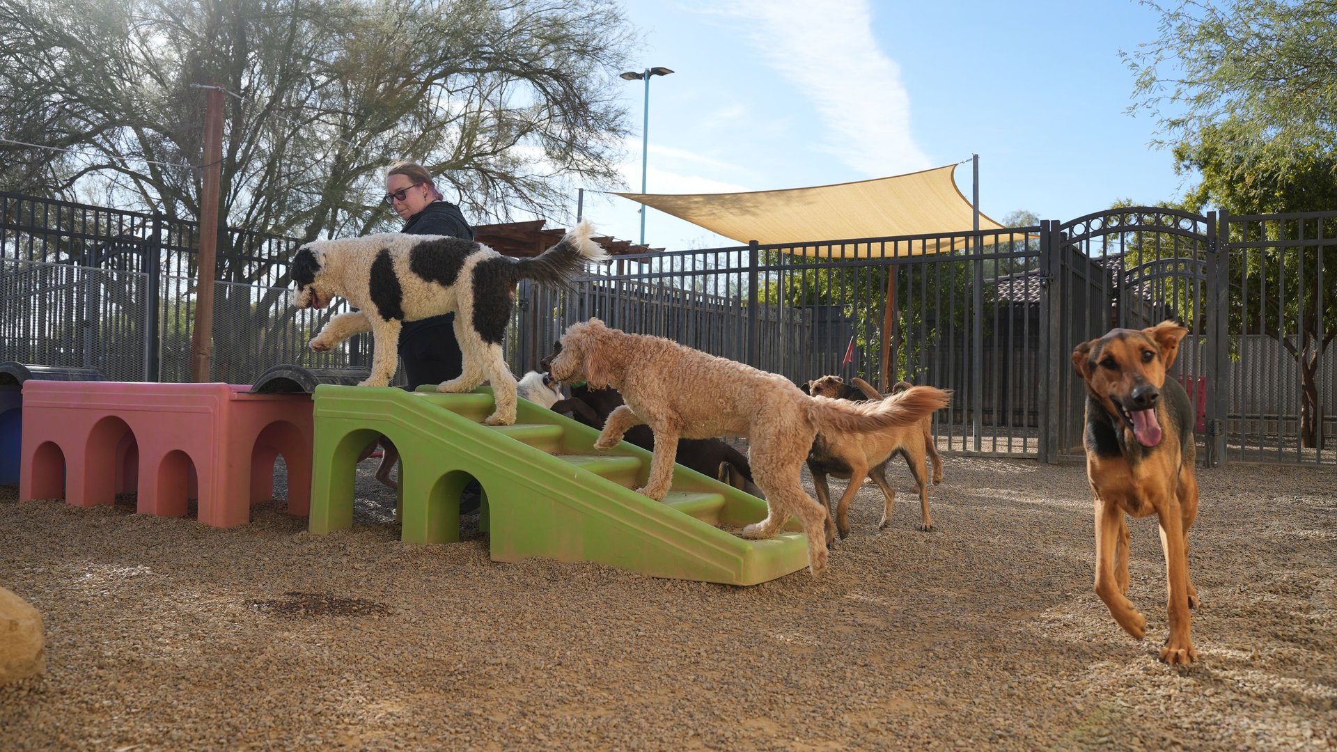 Several dogs of different breeds playing together on ramps and play structures in the outdoor daycare yard at Partners Dogs Cave Creek during a weekday play session.
